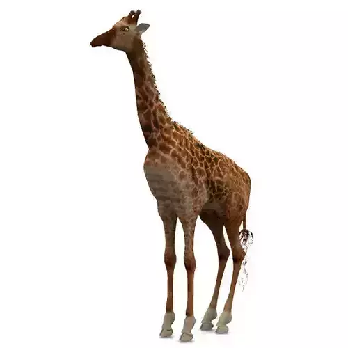 Giraffe Studio Max