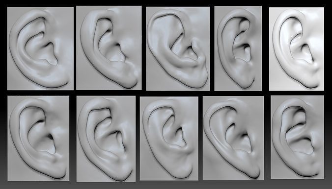 Male and Femail Ear Bundle 3D model