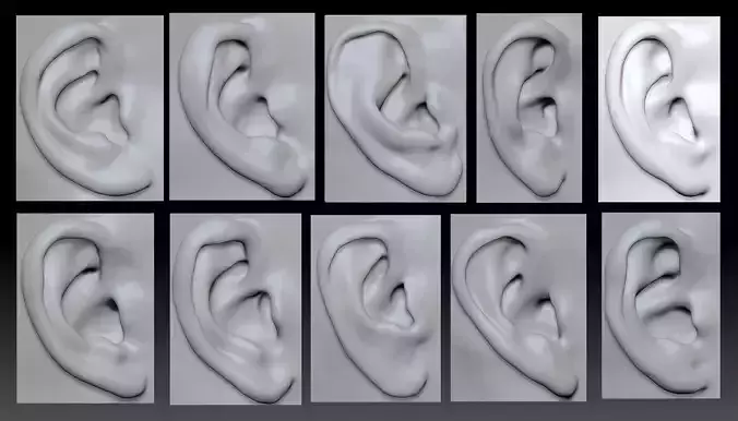 Male and Femail Ear Bundle 3D model