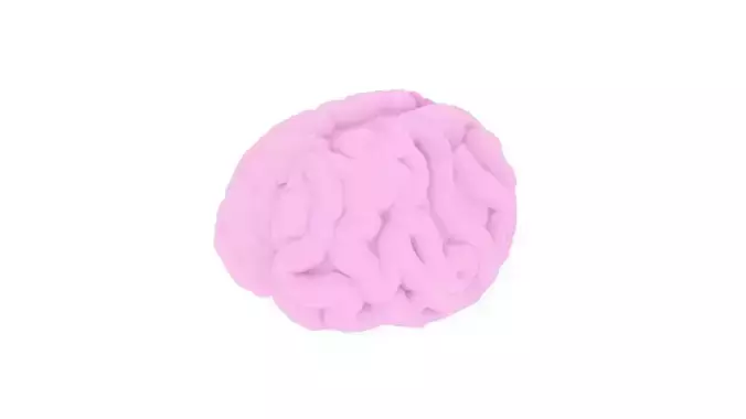 Human Brain 3D model