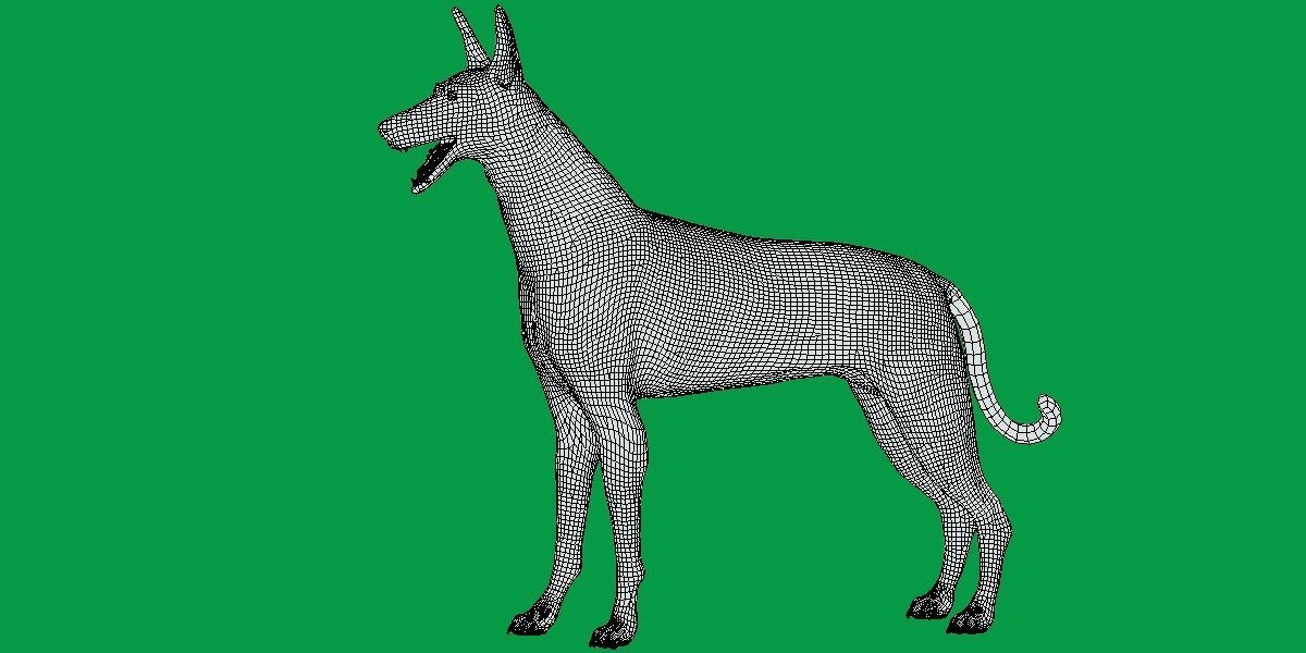 Ibizan Hound Dig 3D model_9