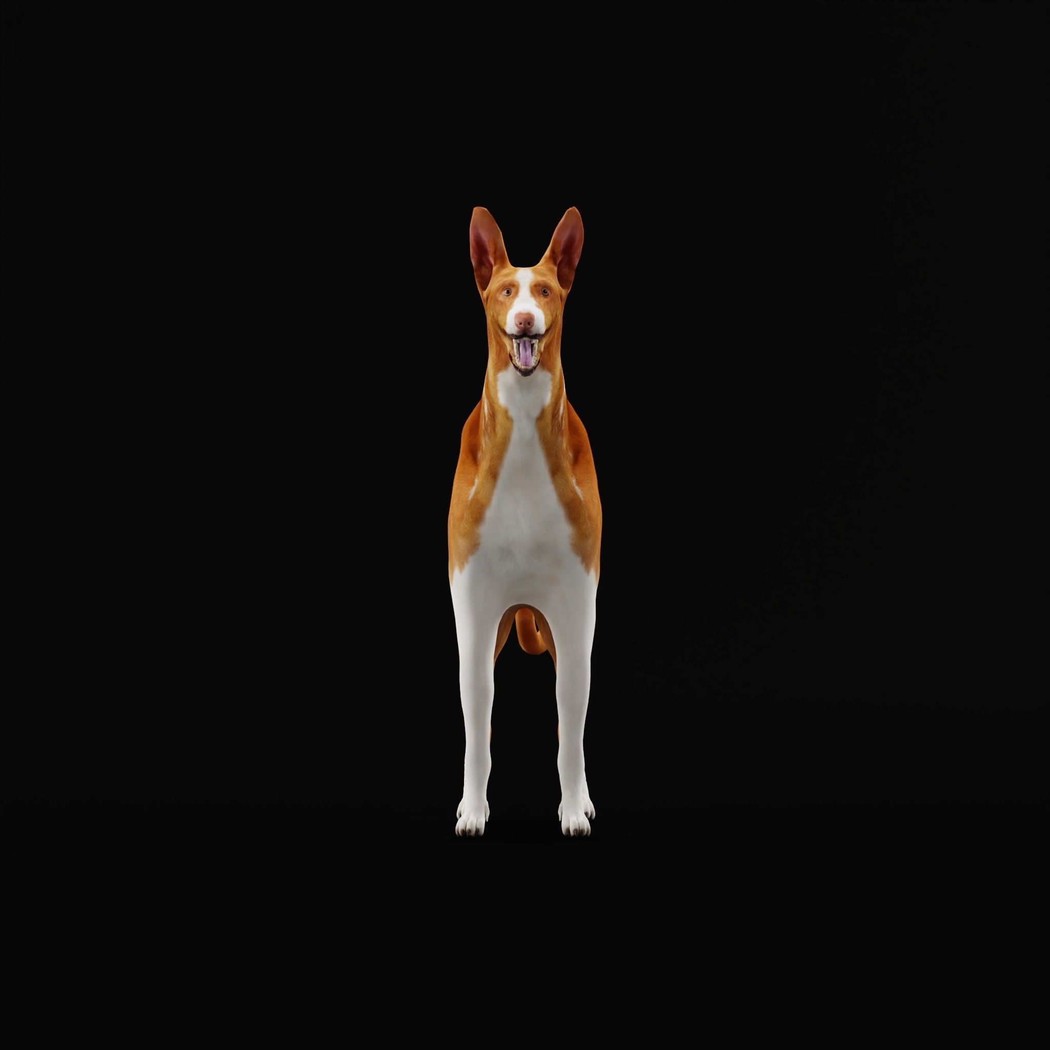 Ibizan Hound Dig 3D model_23