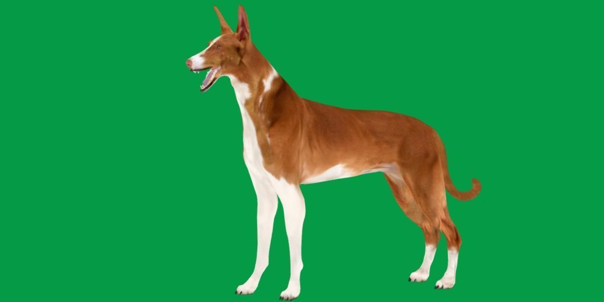 Ibizan Hound Dig 3D model_18