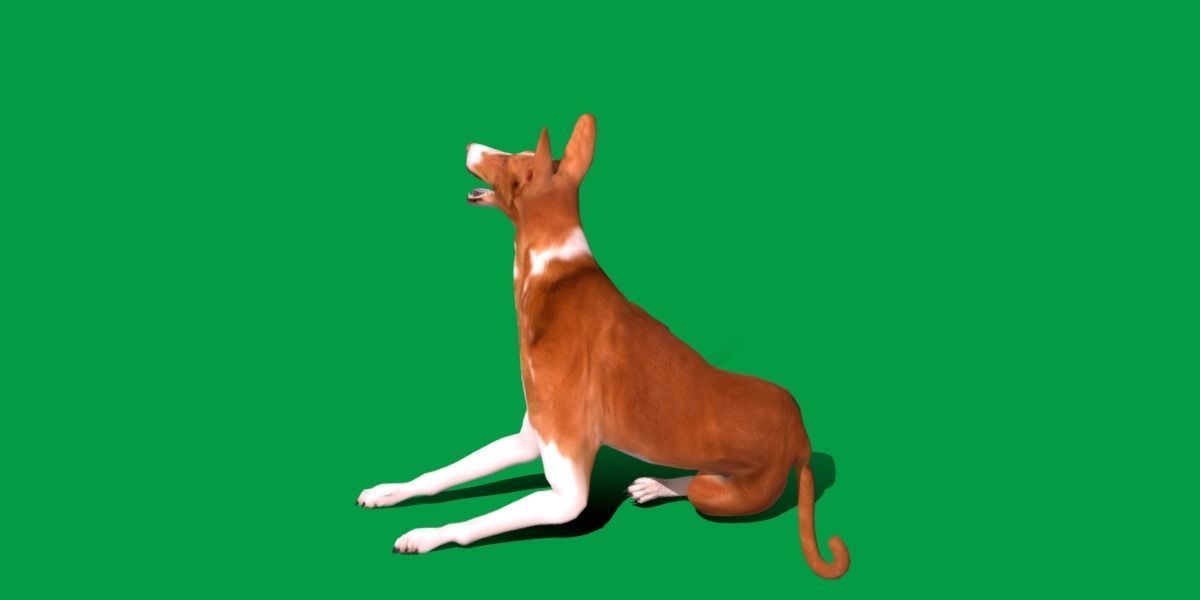 Ibizan Hound Dig 3D model_14