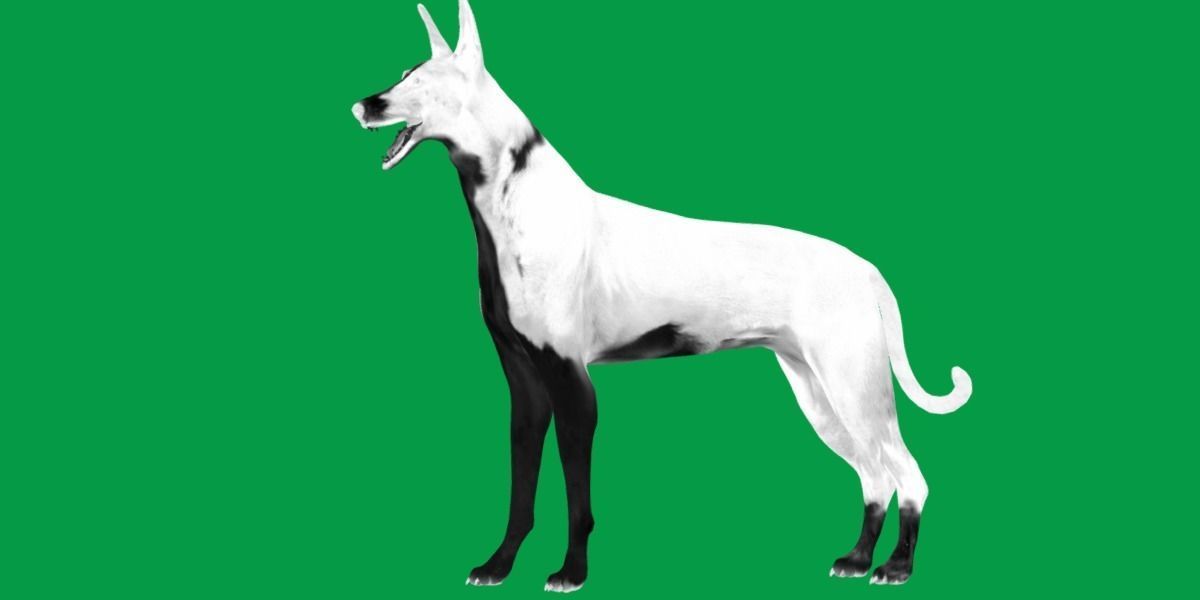 Ibizan Hound Dig 3D model_5