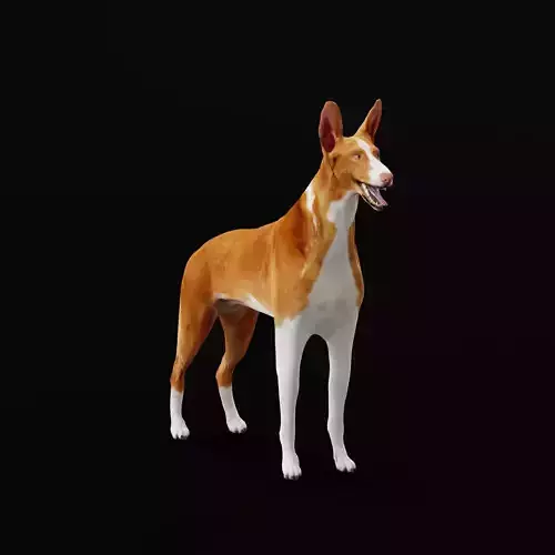 Ibizan Hound Dig