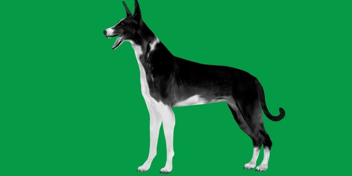 Ibizan Hound Dig 3D model_6