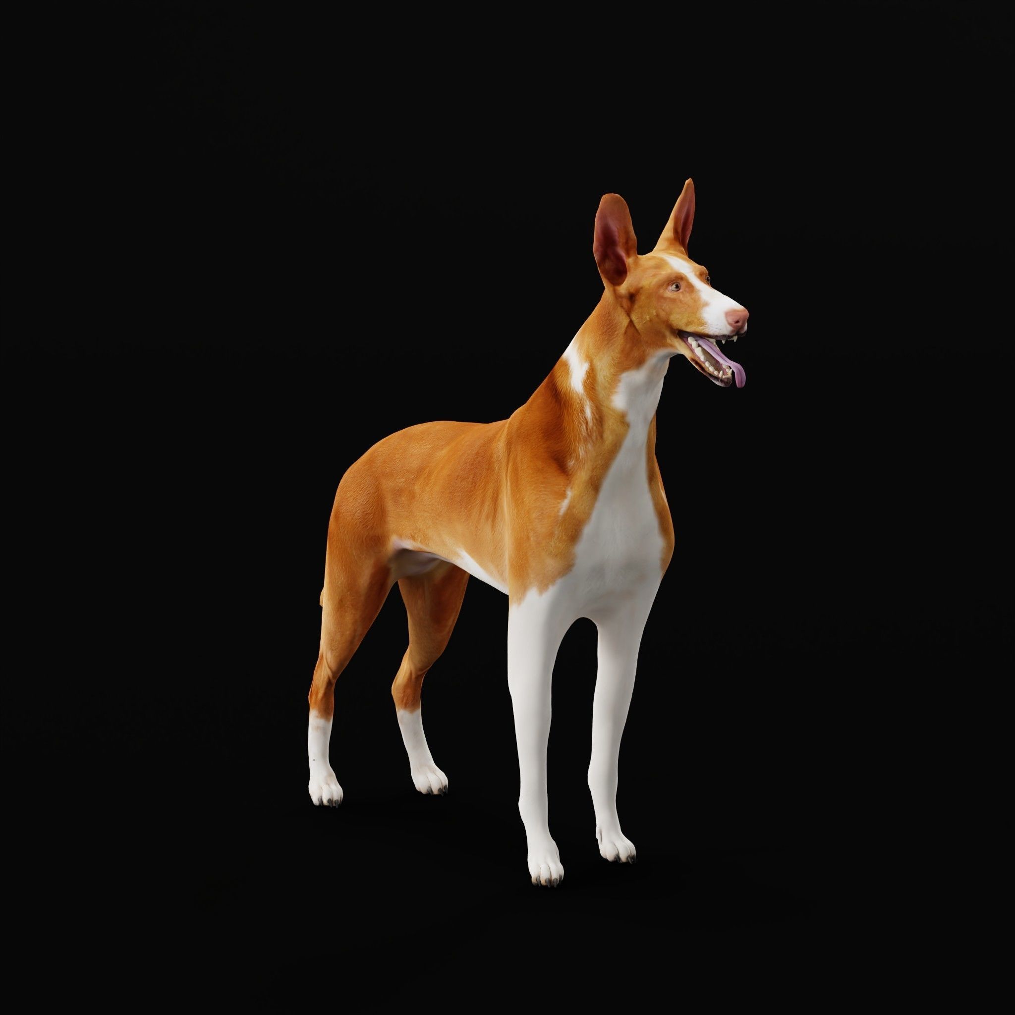 Ibizan Hound Dig 3D model_27