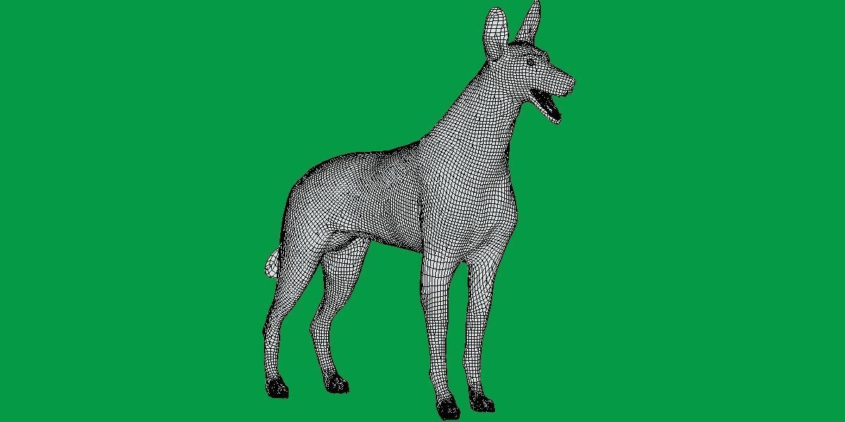 Ibizan Hound Dig 3D model_10