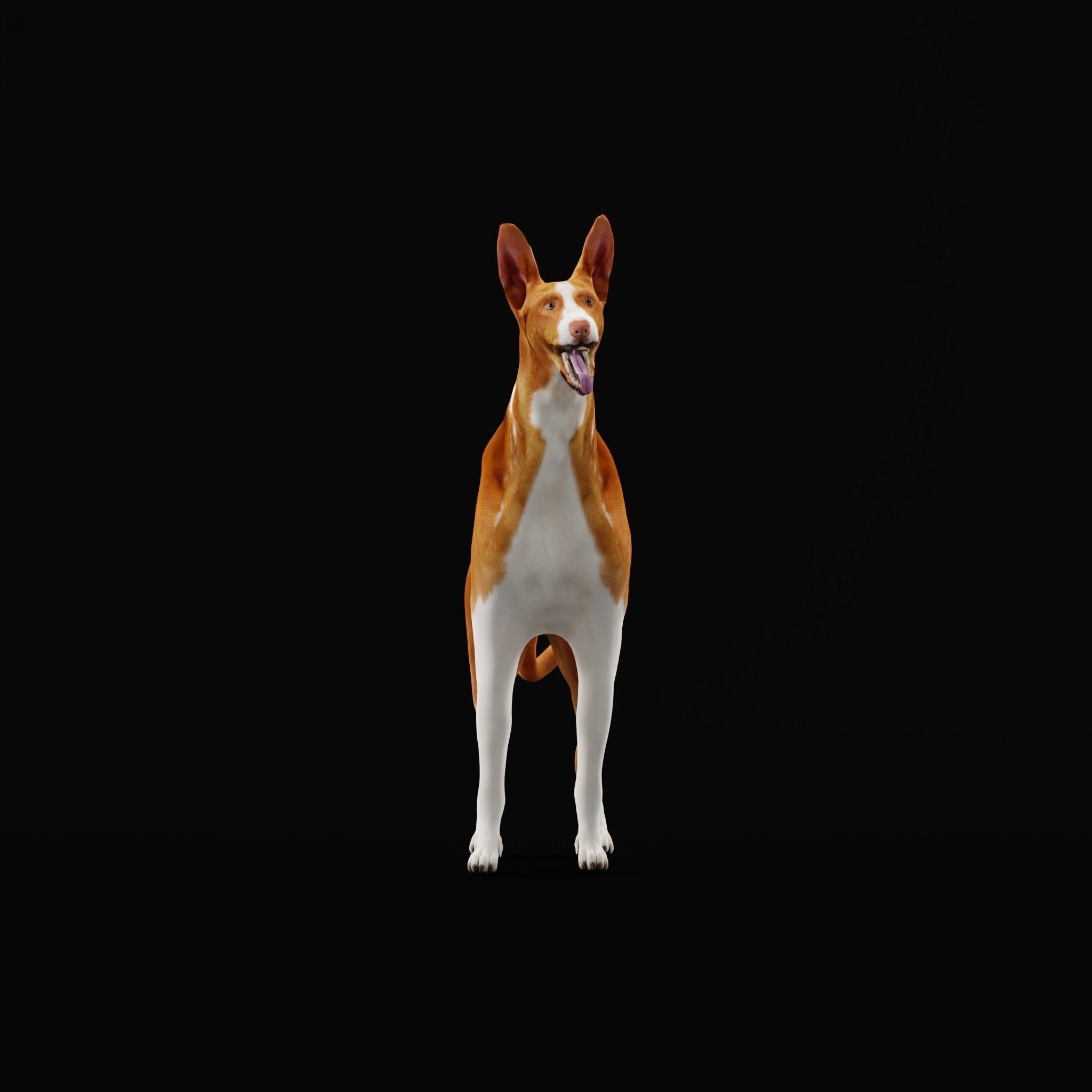 Ibizan Hound Dig 3D model_28