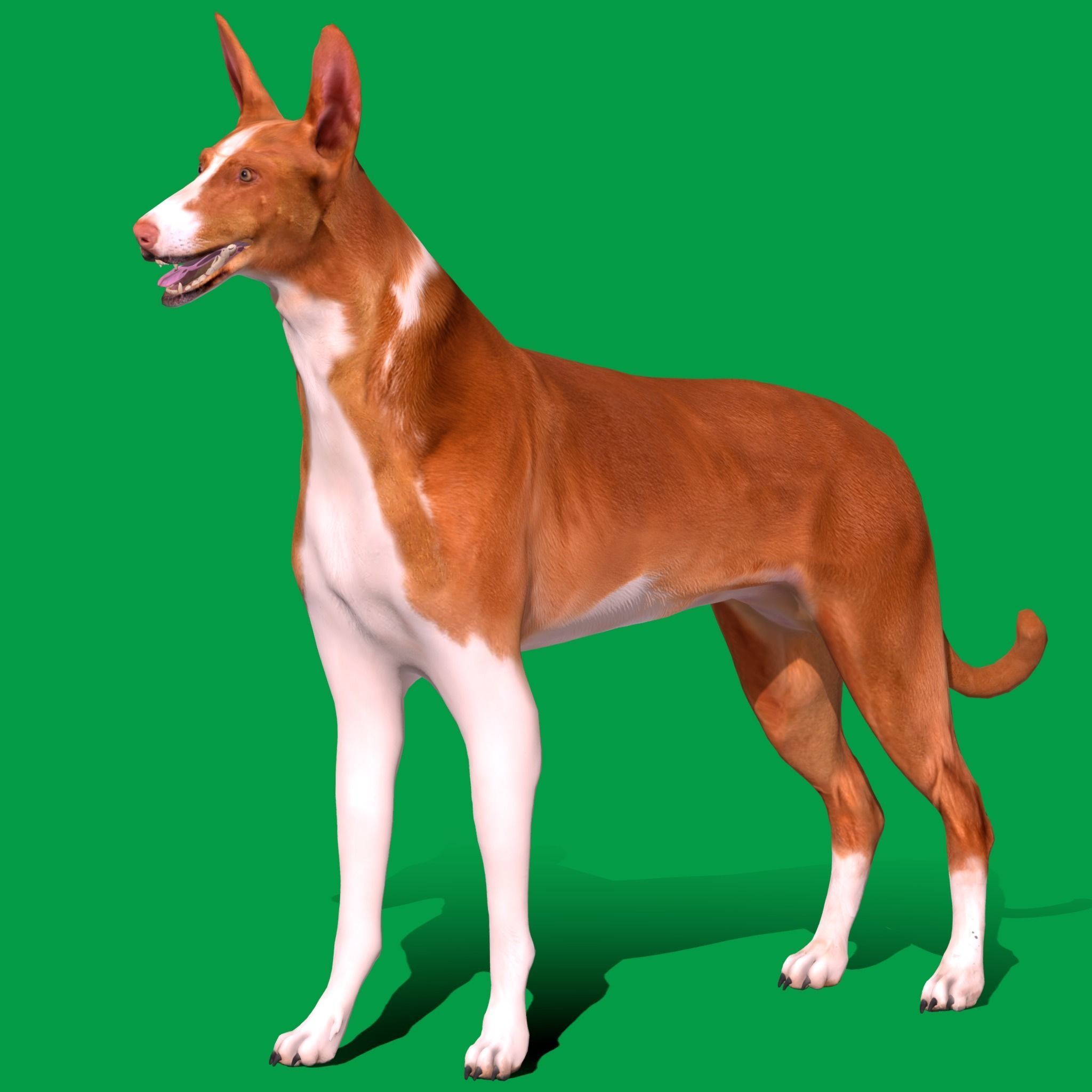 Ibizan Hound Dig 3D model_13