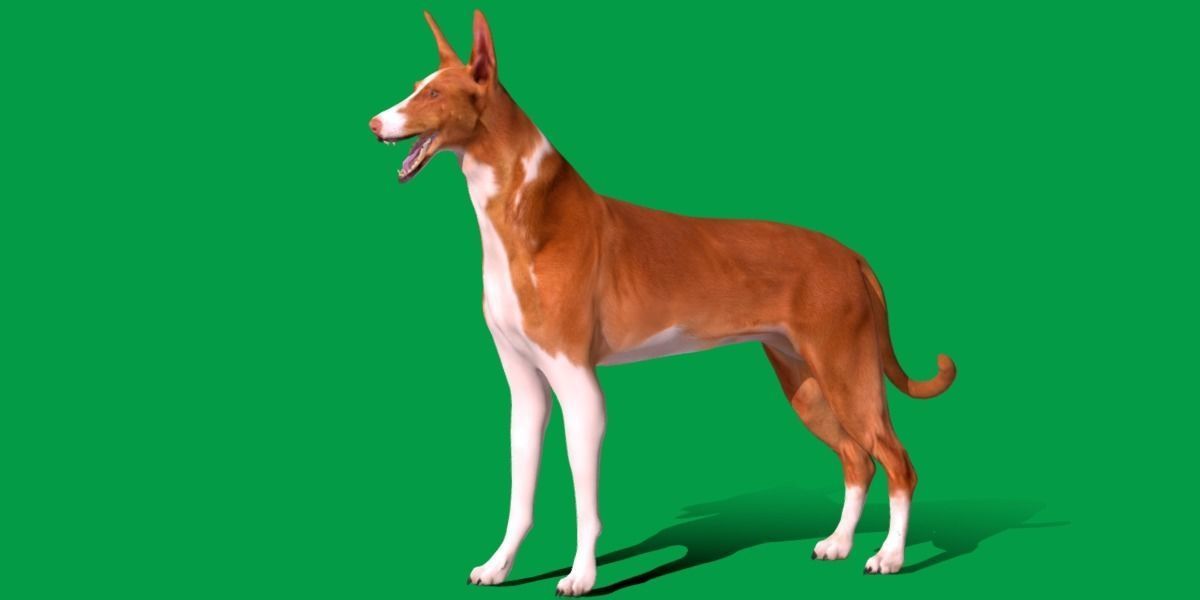 Ibizan Hound Dig 3D model_15