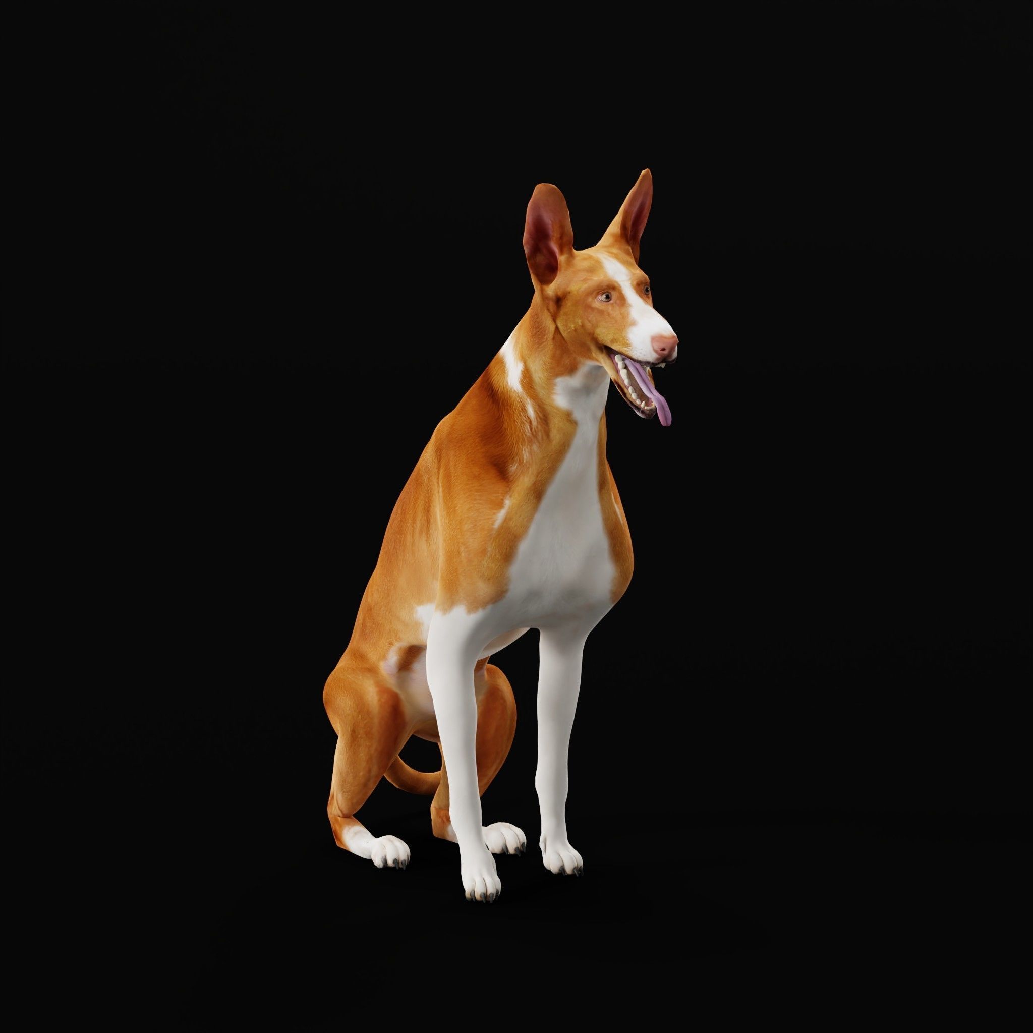 Ibizan Hound Dig 3D model_26