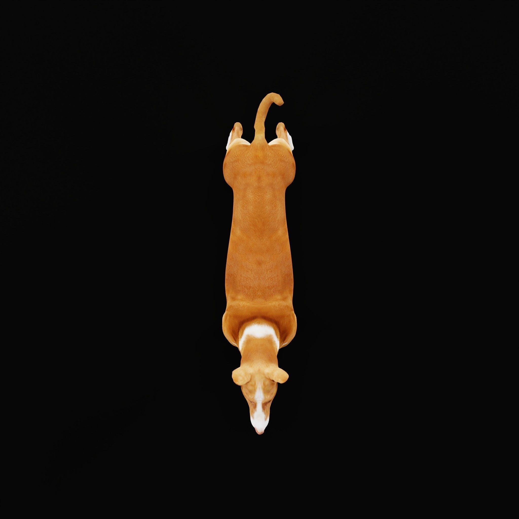 Ibizan Hound Dig 3D model_25