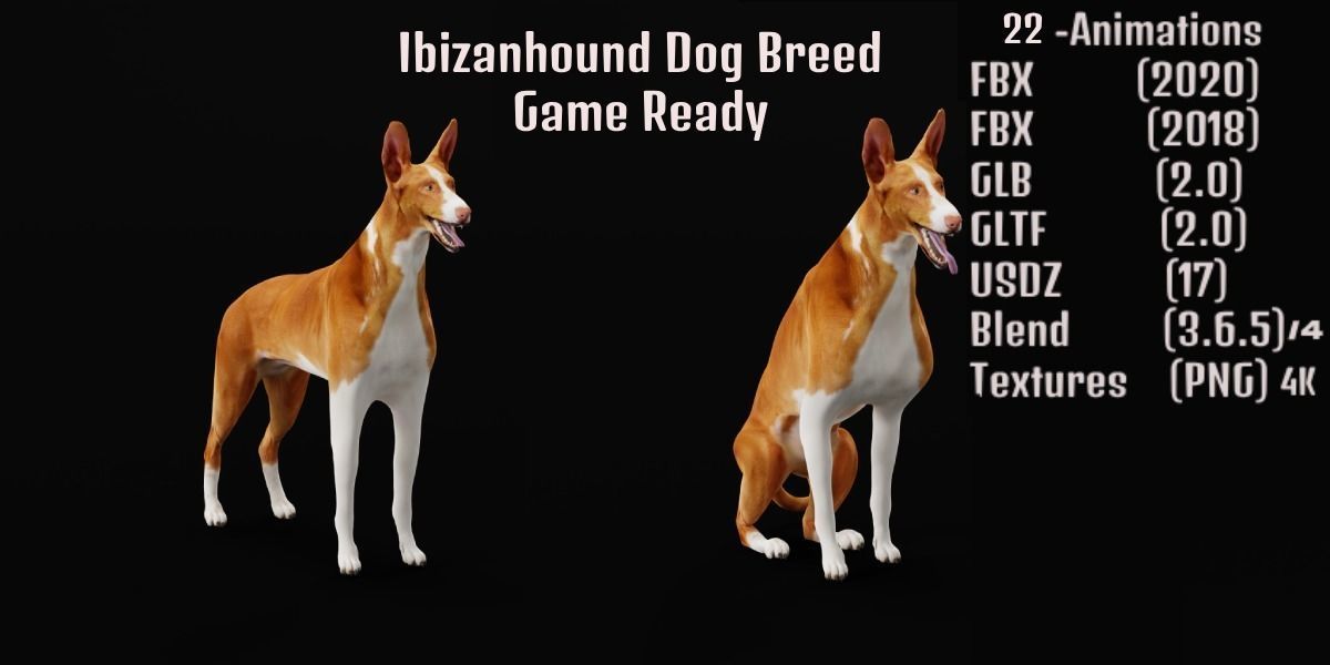 Ibizan Hound Dig 3D model_2