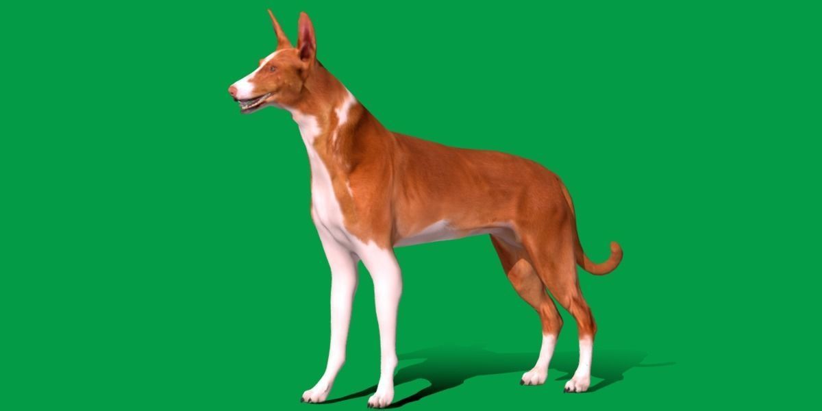 Ibizan Hound Dig 3D model_3
