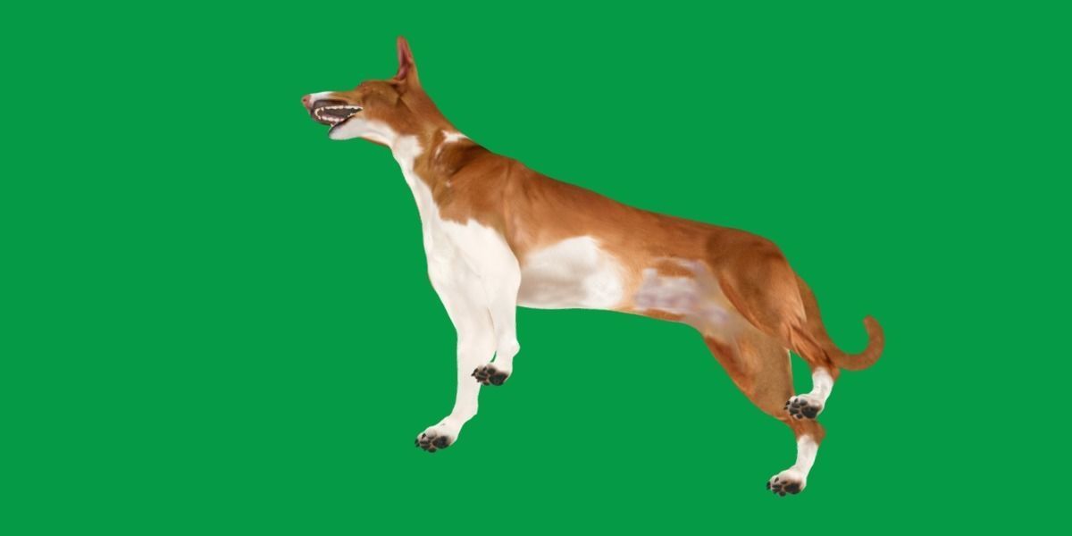 Ibizan Hound Dig 3D model_19