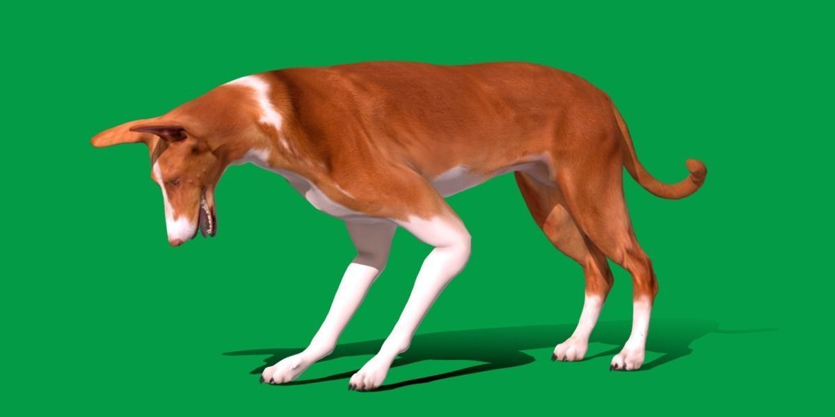 Ibizan Hound Dig 3D model_22