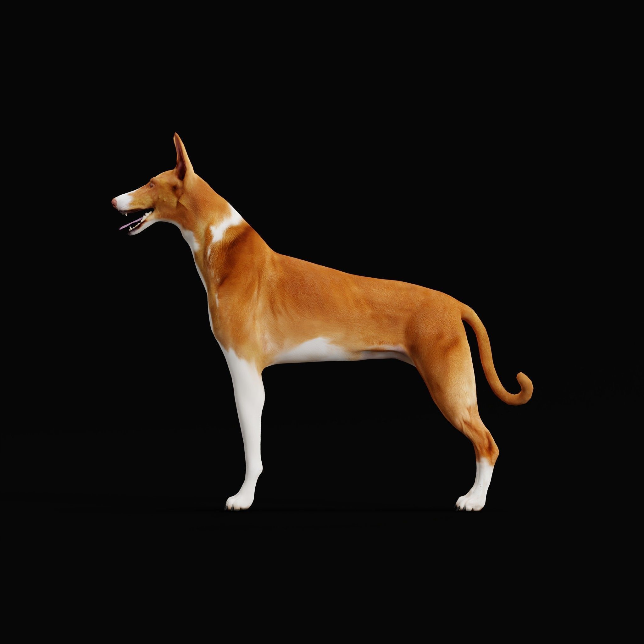 Ibizan Hound Dig 3D model_24