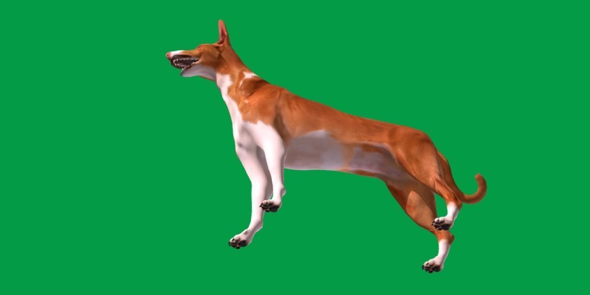 Ibizan Hound Dig 3D model_20