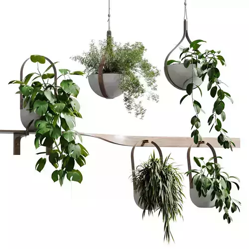 wall plant - set Indoor plant 483 hanging plants on shelf 