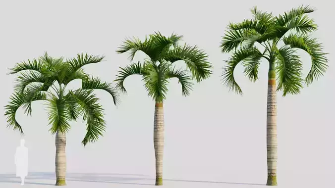 Hyophorbe lagenicaulis c