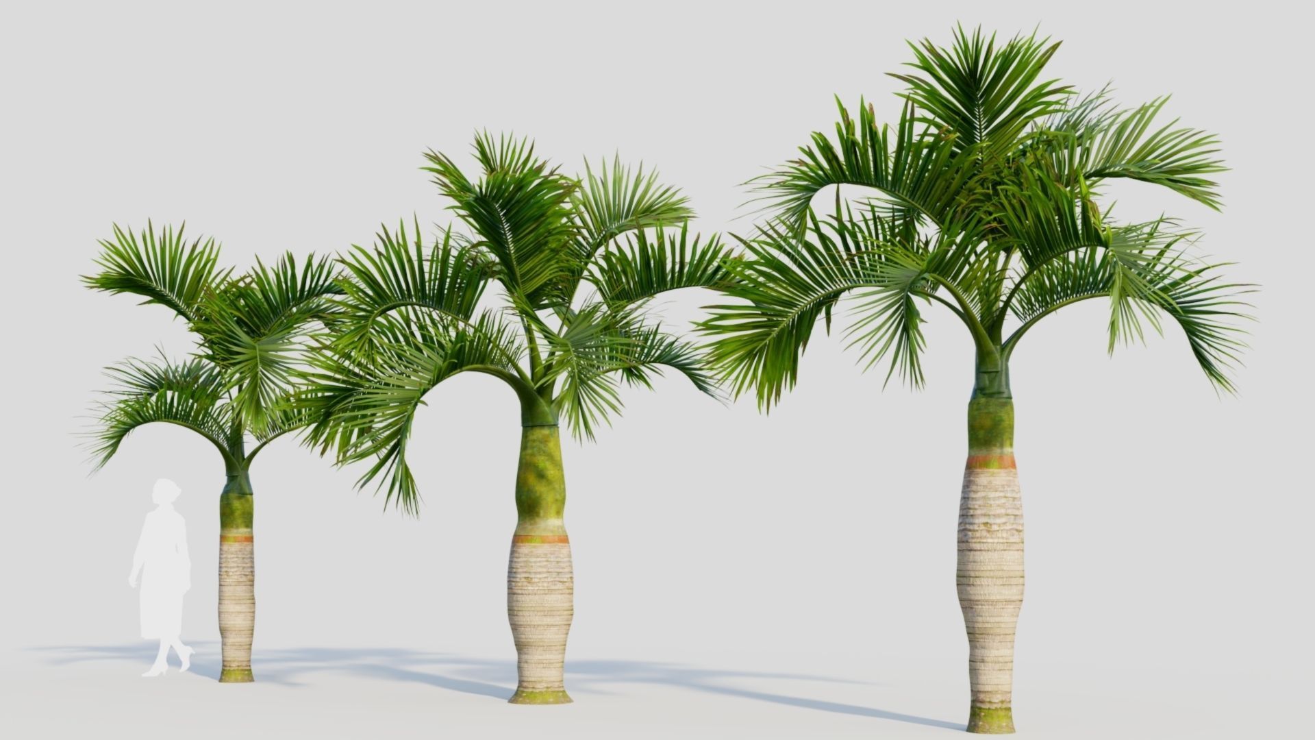 Hyophorbe lagenicaulis b 3D model_1