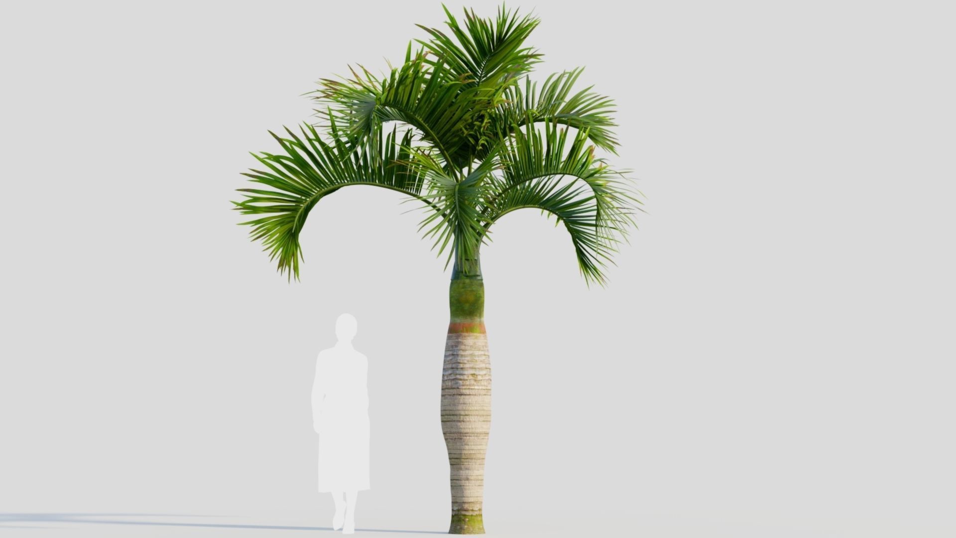 Hyophorbe lagenicaulis b 3D model_7