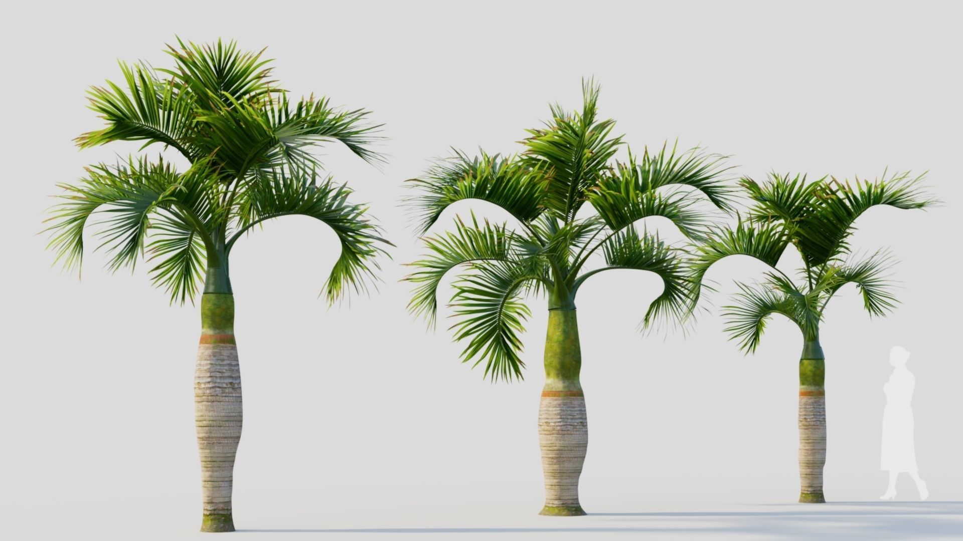 Hyophorbe lagenicaulis b 3D model_4