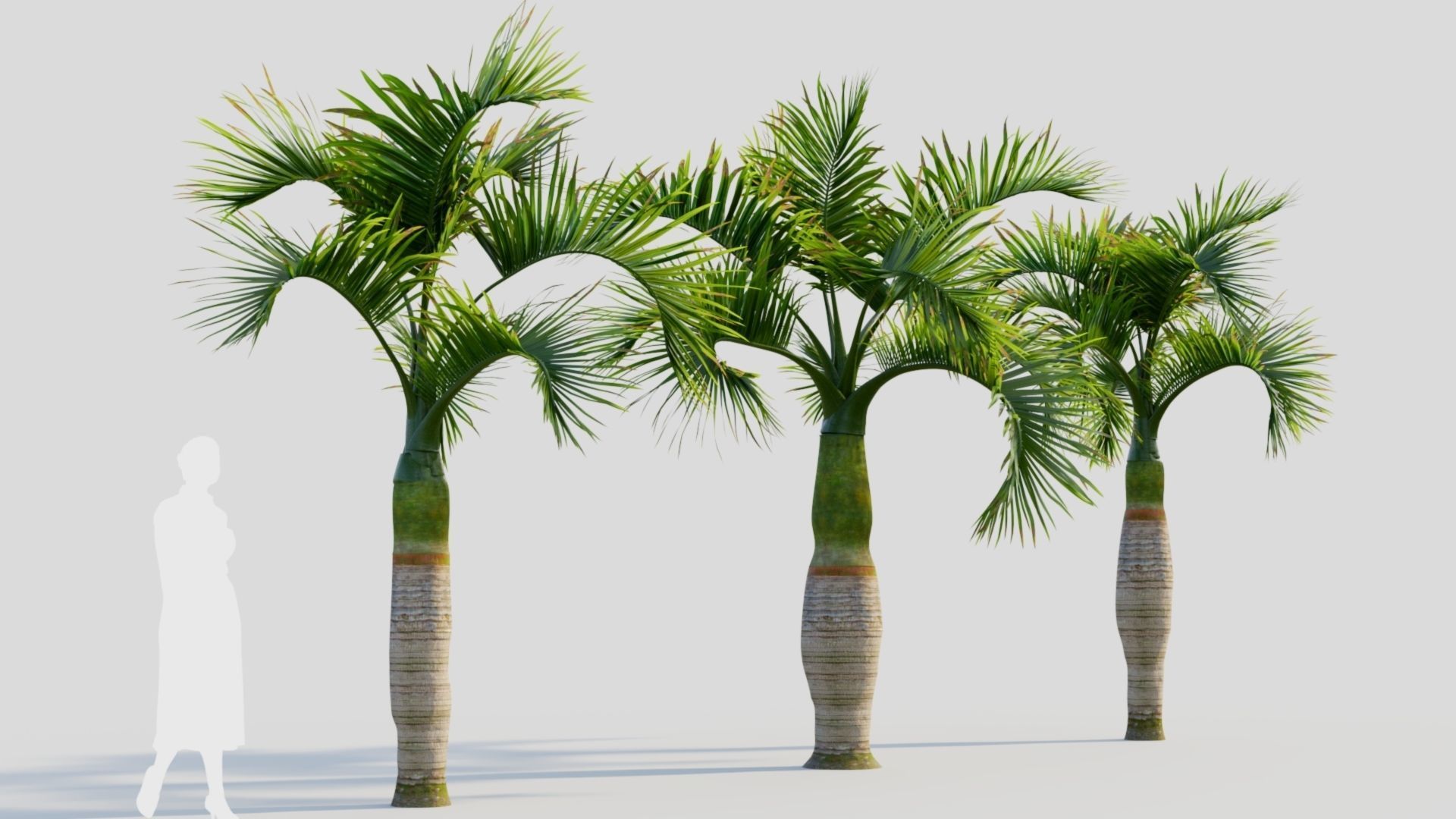 Hyophorbe lagenicaulis b 3D model_3