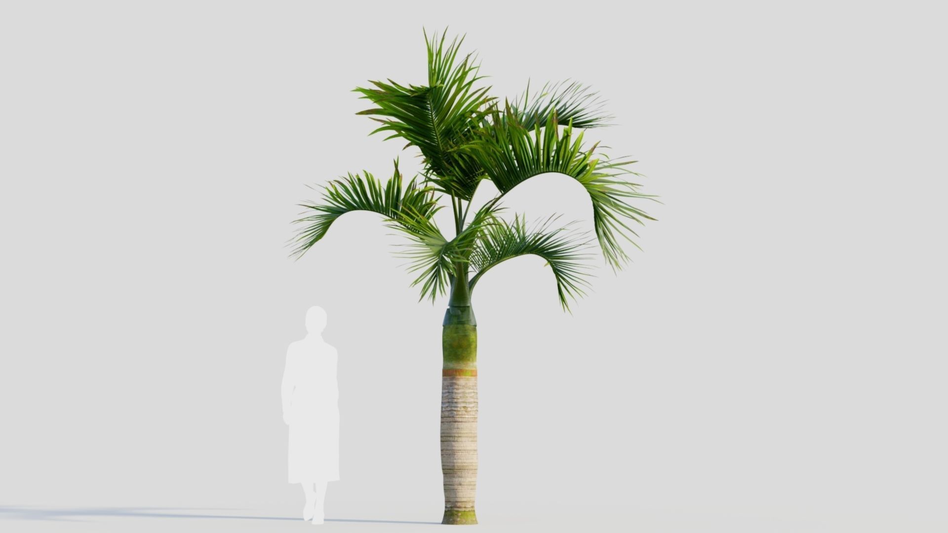 Hyophorbe lagenicaulis b 3D model_5