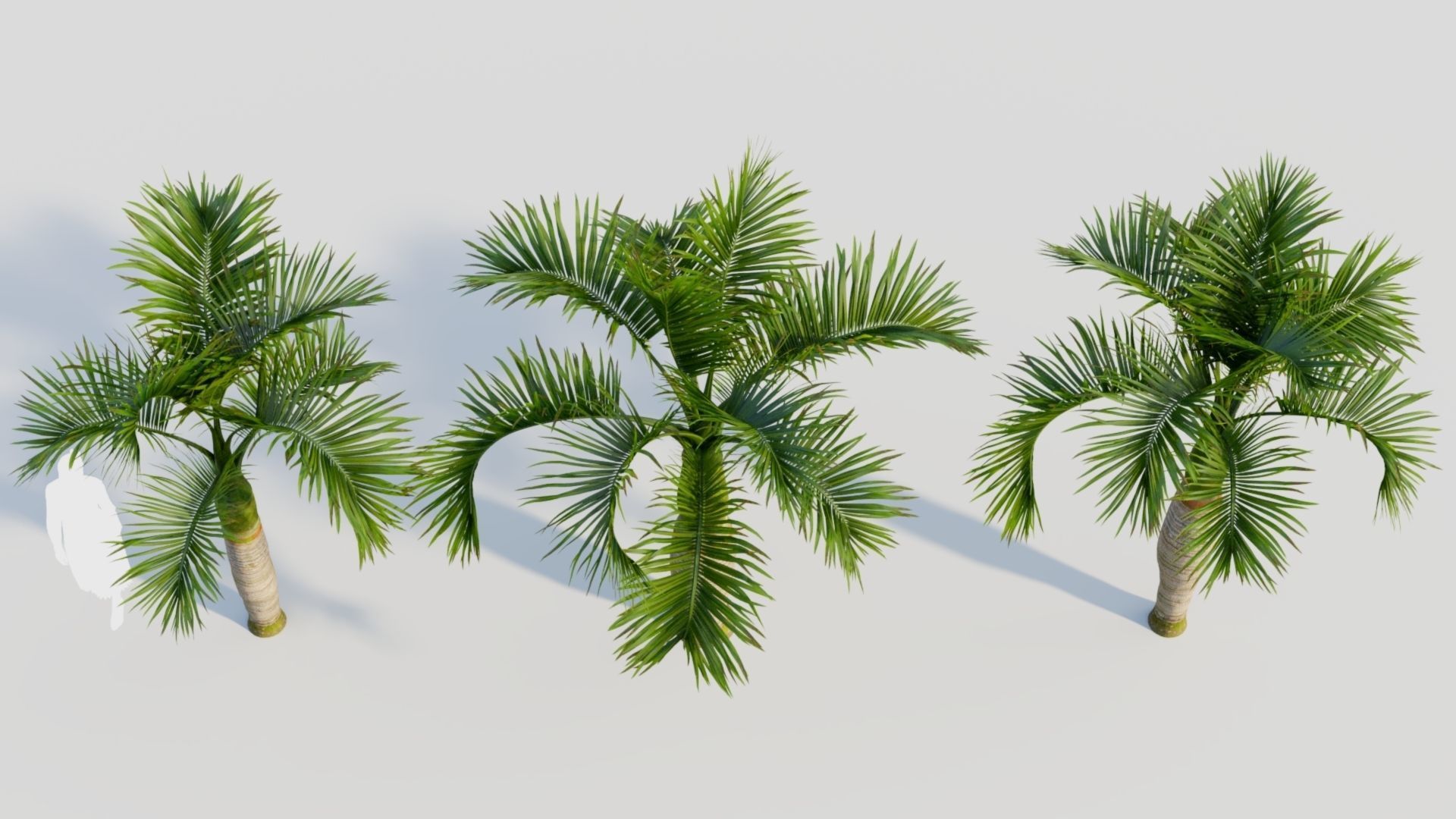 Hyophorbe lagenicaulis b 3D model_2