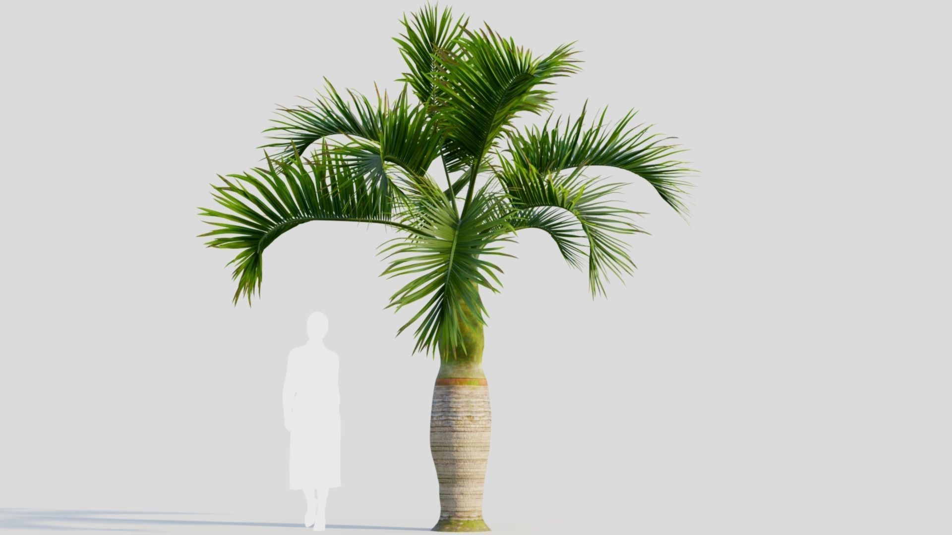 Hyophorbe lagenicaulis b 3D model_6