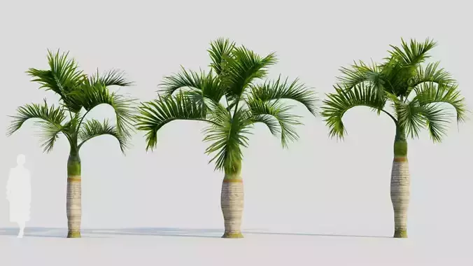 Hyophorbe lagenicaulis b 3D model