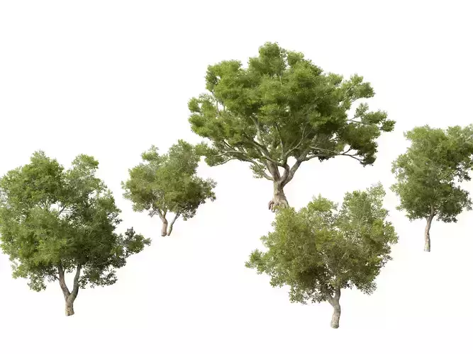 Quercus suber - Cork oak