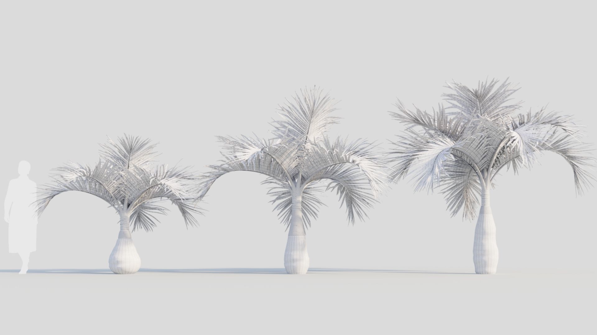 Hyophorbe lagenicaulis a 3D model_8