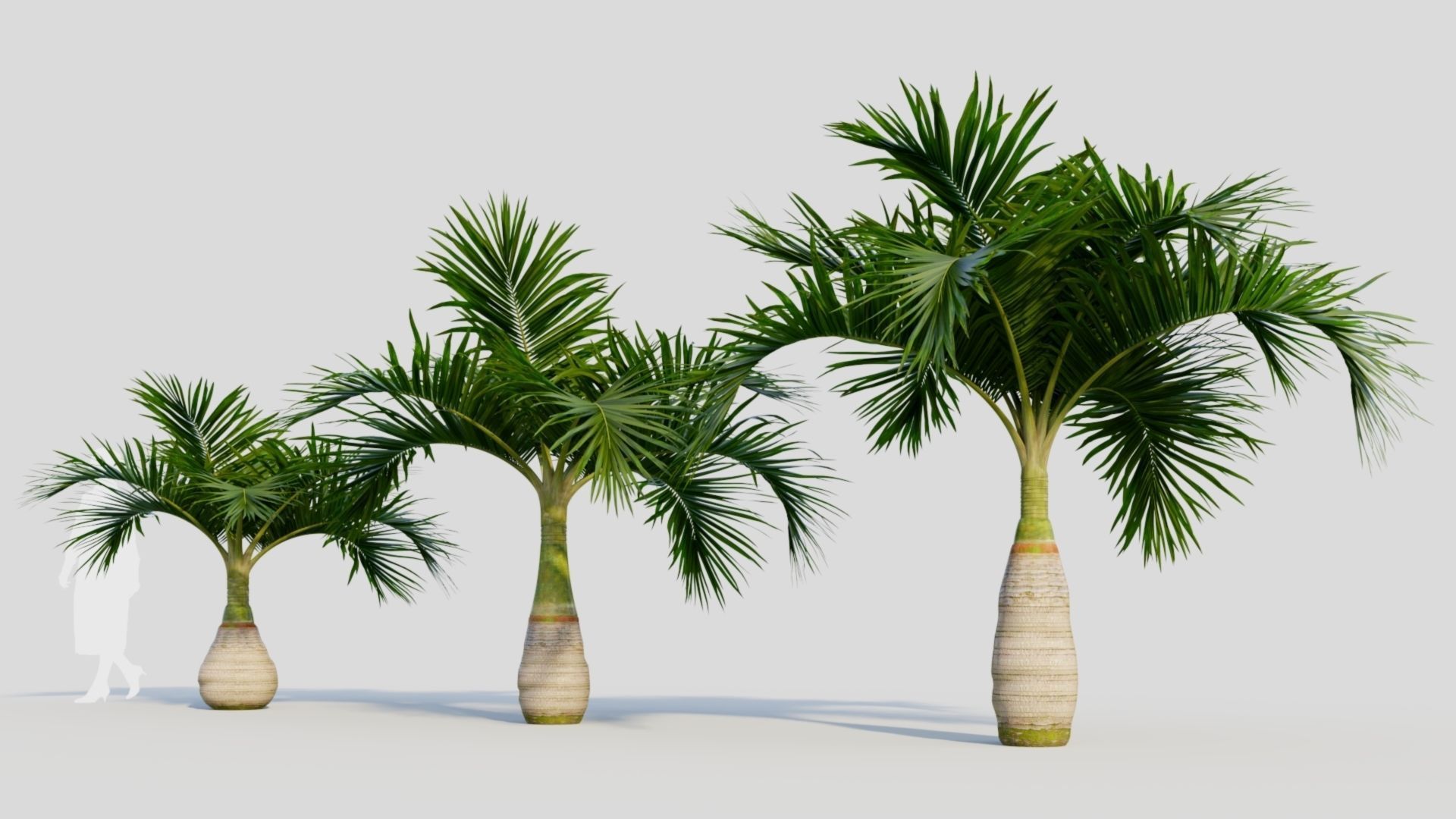 Hyophorbe lagenicaulis a 3D model_1