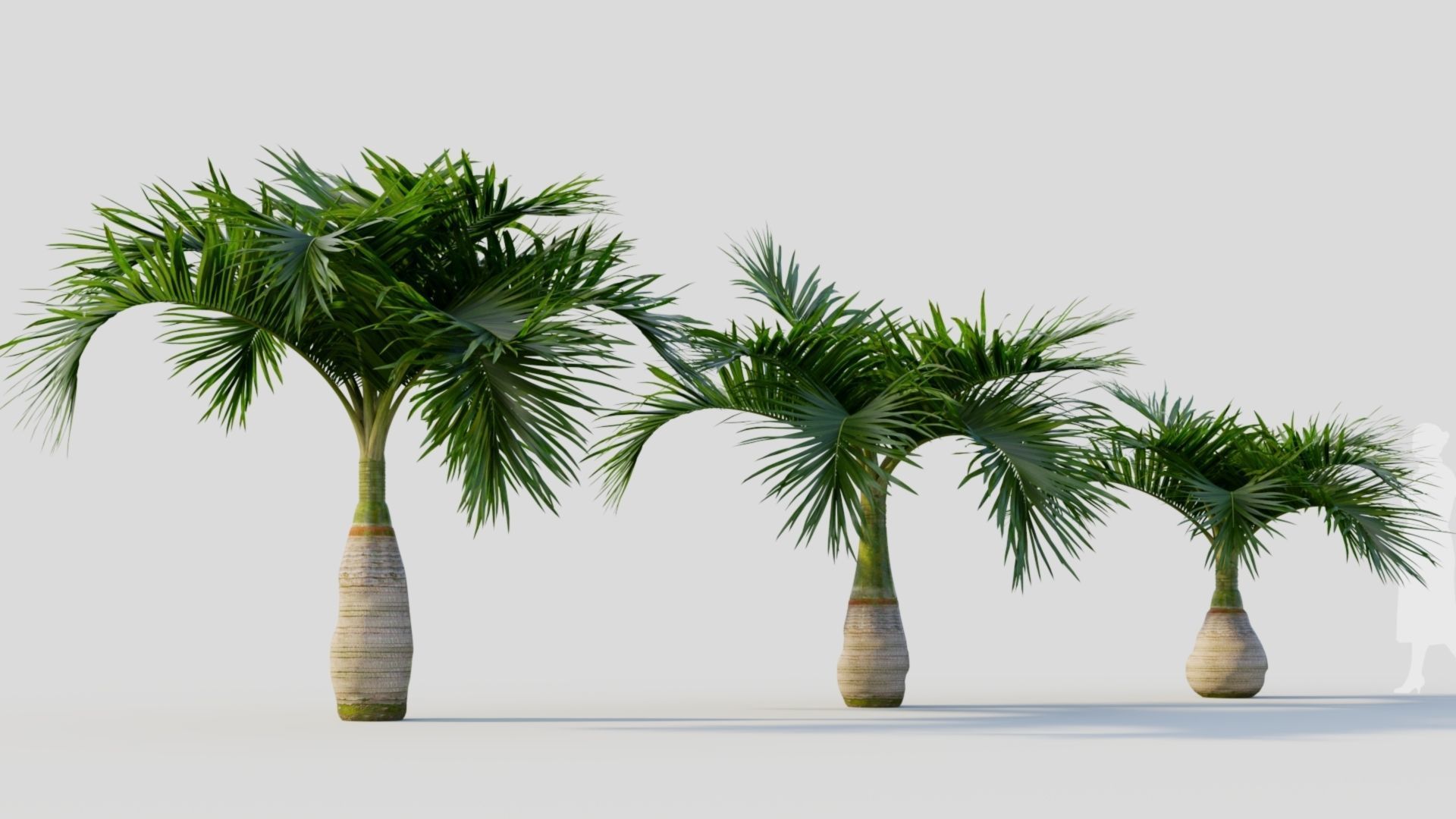 Hyophorbe lagenicaulis a 3D model_4