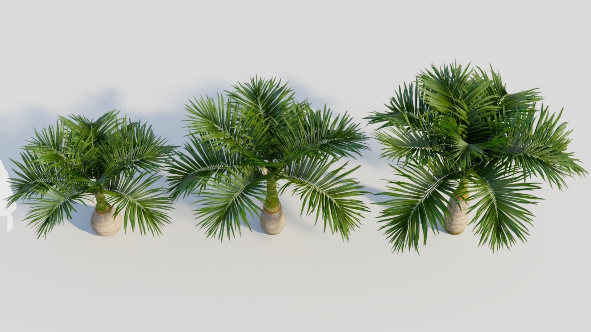 Hyophorbe lagenicaulis a 3D model_2