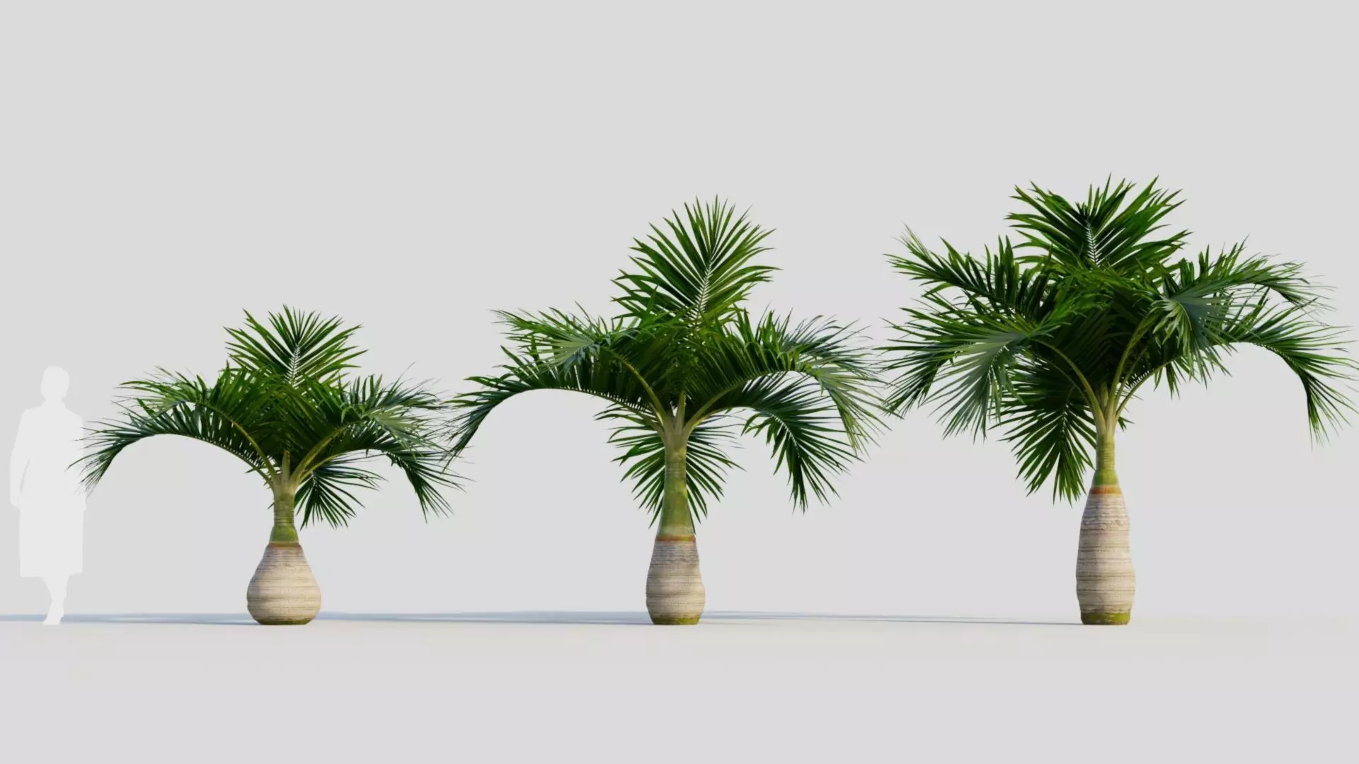 Hyophorbe lagenicaulis a 3D model_0