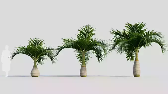 Hyophorbe lagenicaulis a