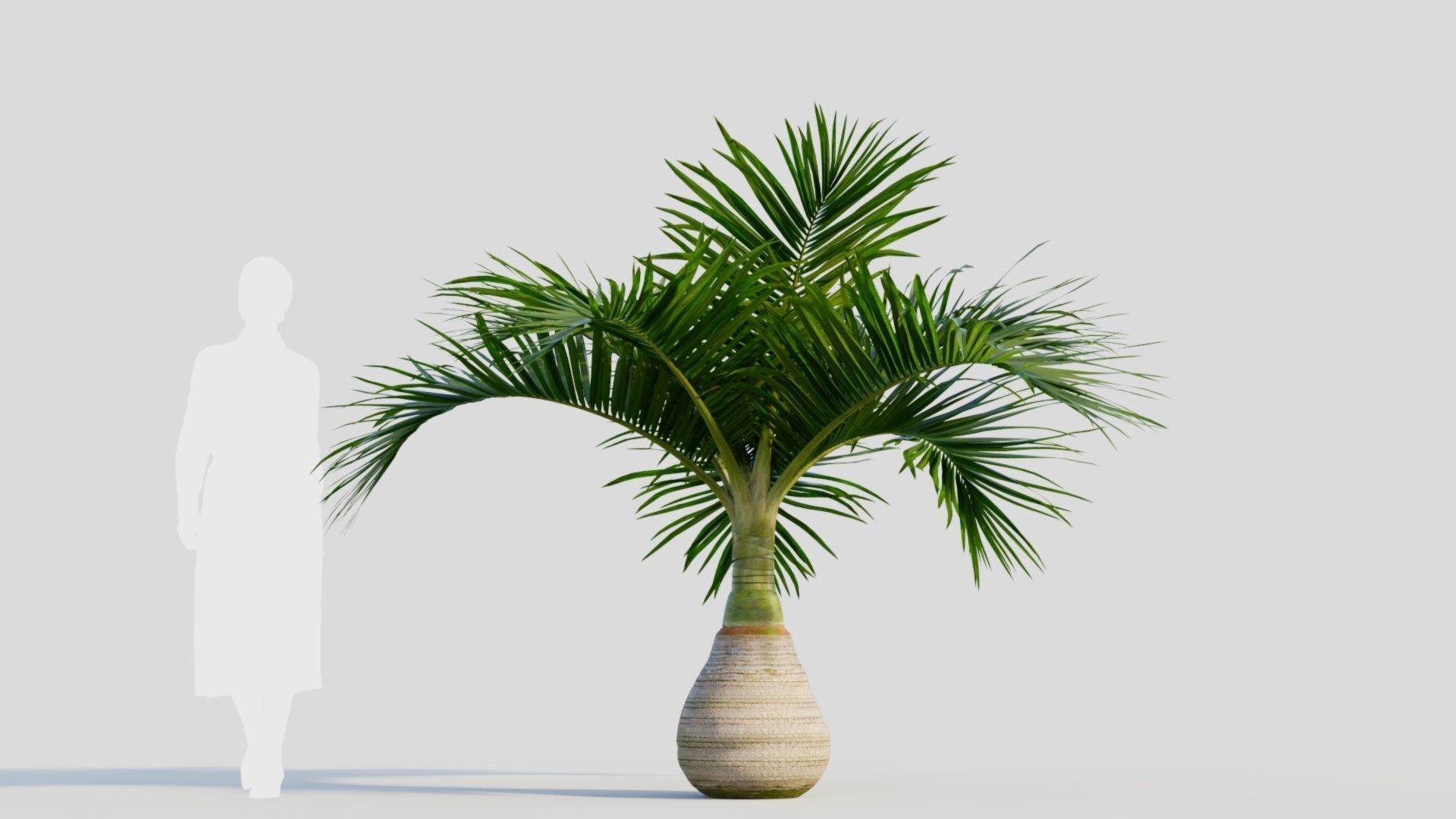 Hyophorbe lagenicaulis a 3D model_5