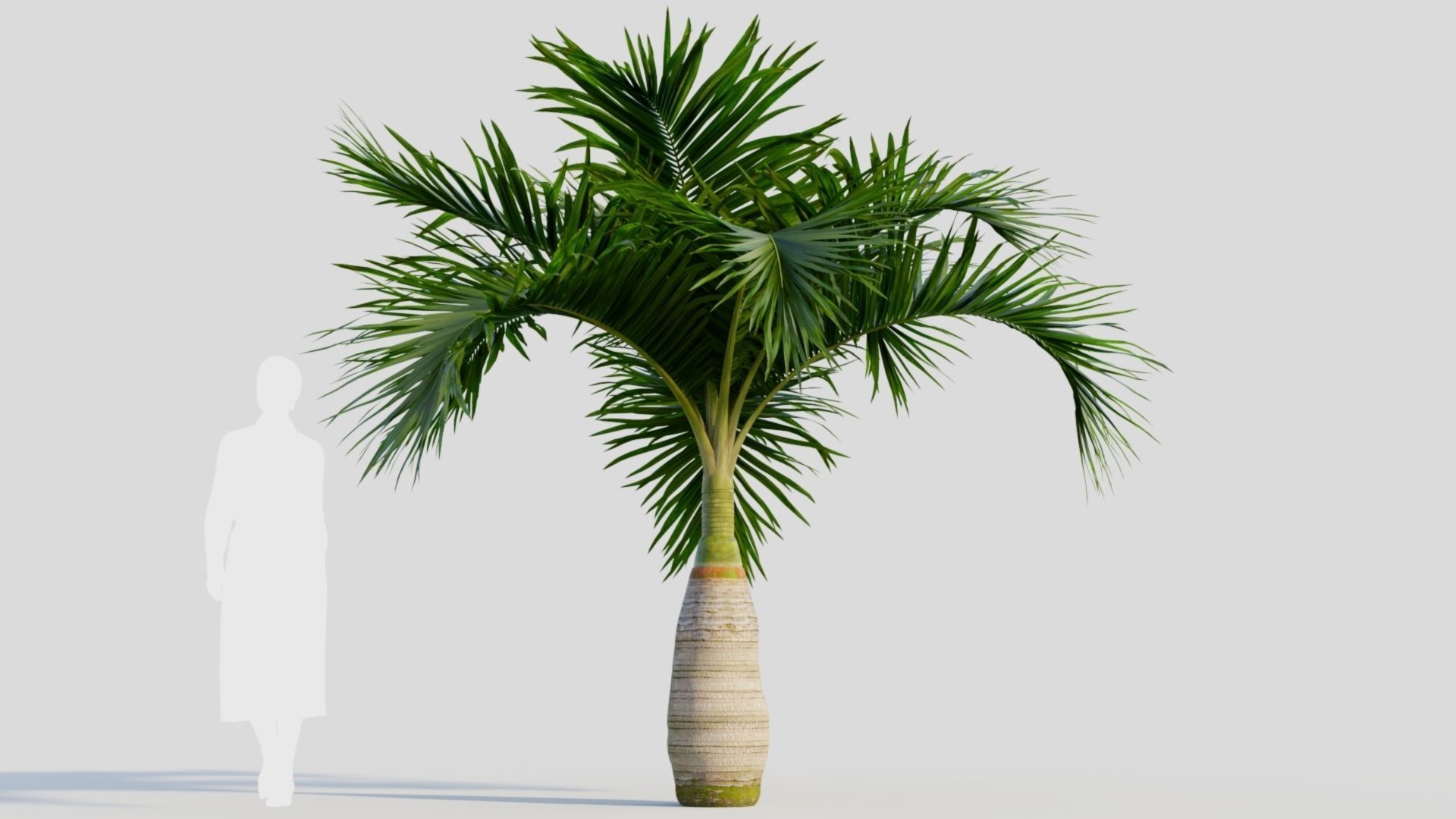 Hyophorbe lagenicaulis a 3D model_7
