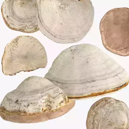 Fomes fomentarius Low-poly 3D model