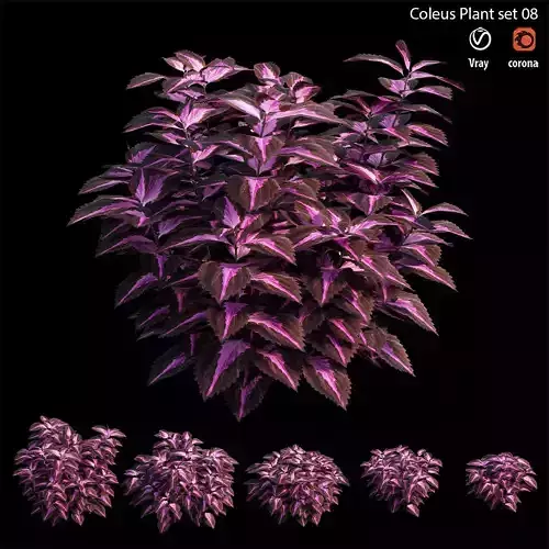 Coleus Plant set 06