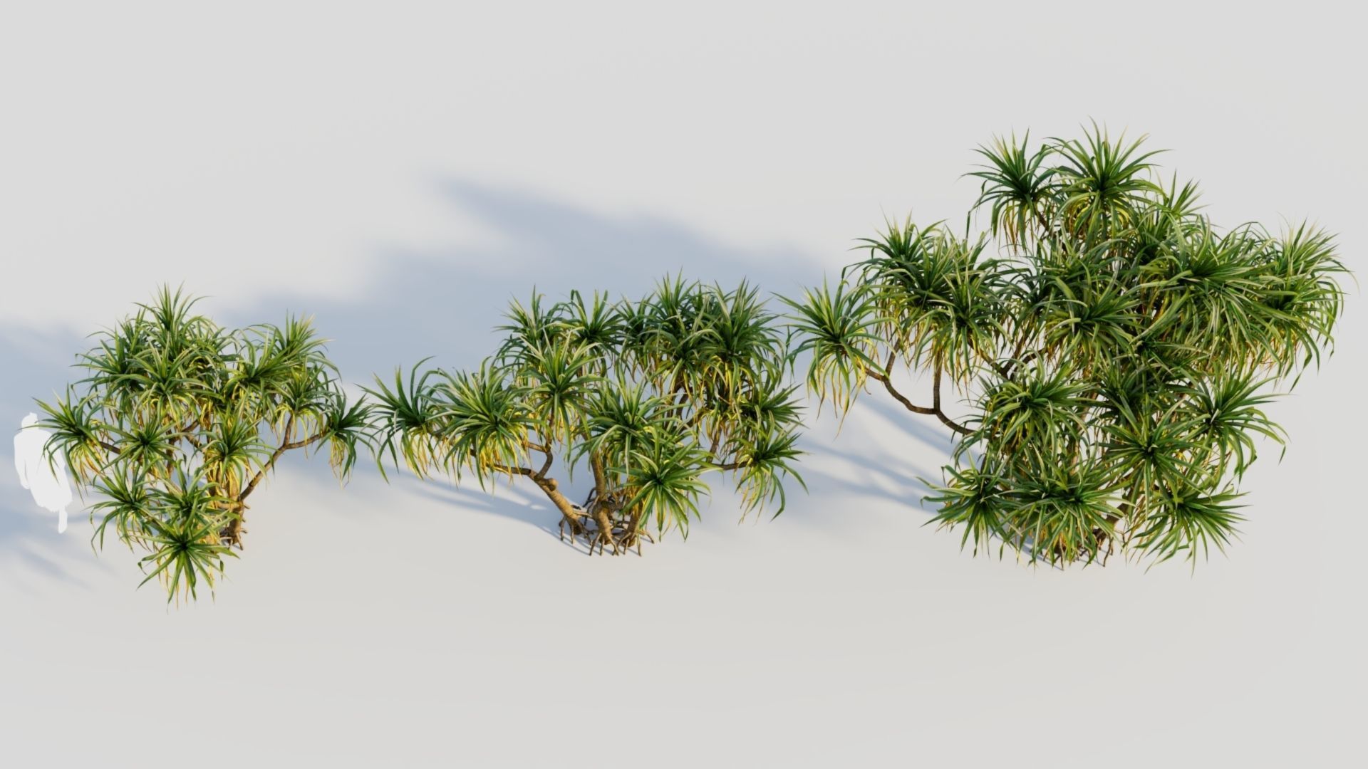 Pandanus tectorius a 3D model_2