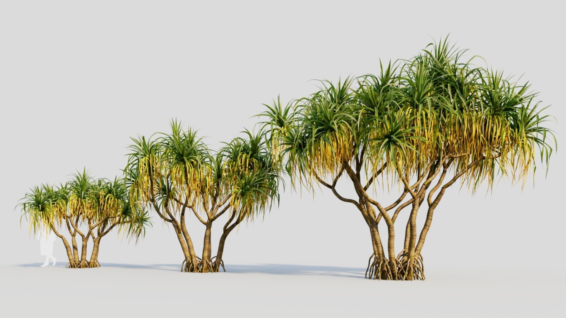 Pandanus tectorius a 3D model_1