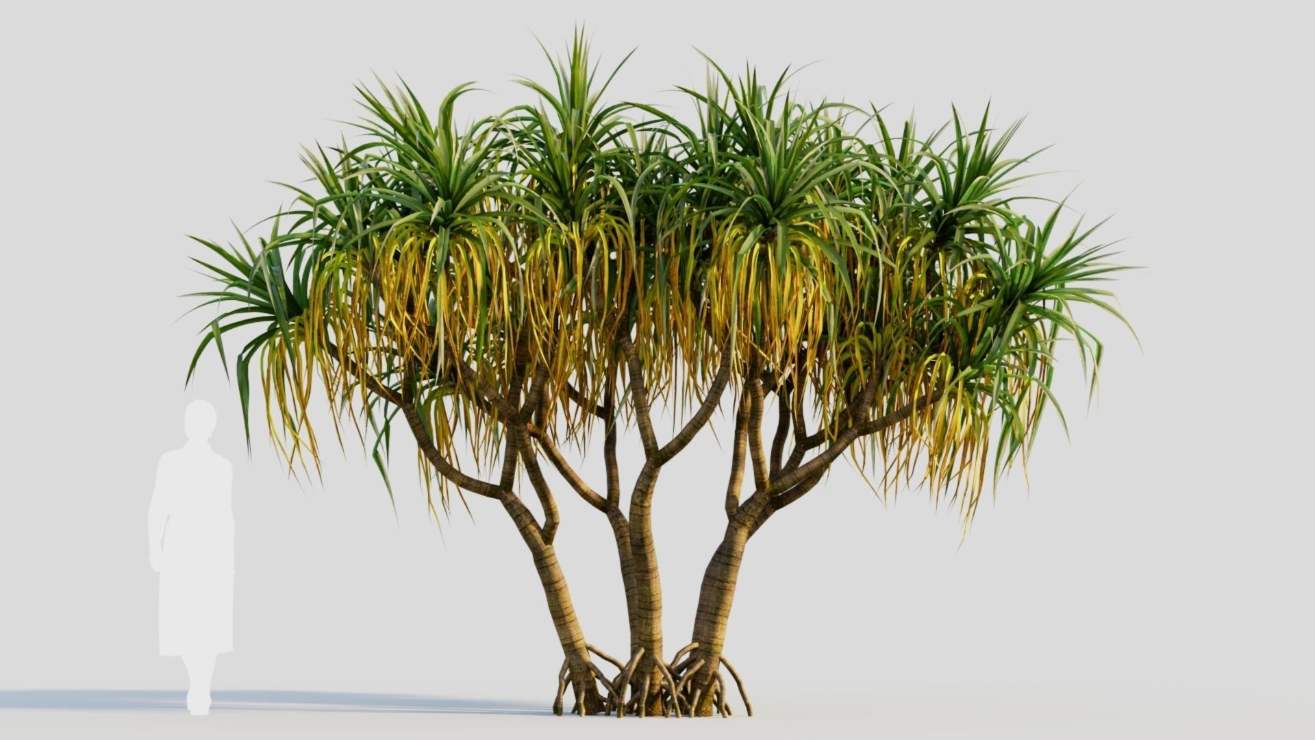 Pandanus tectorius a 3D model_6