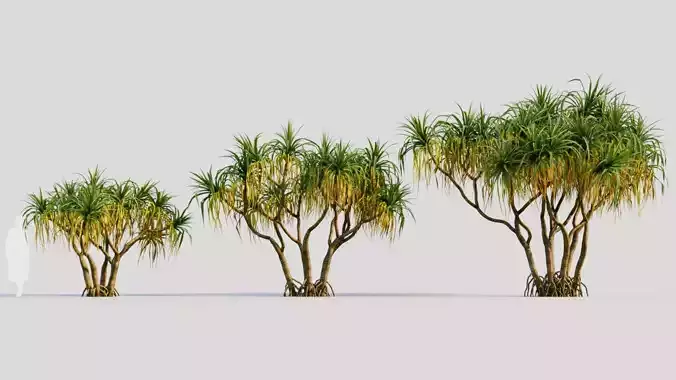 Pandanus tectorius a 3D model