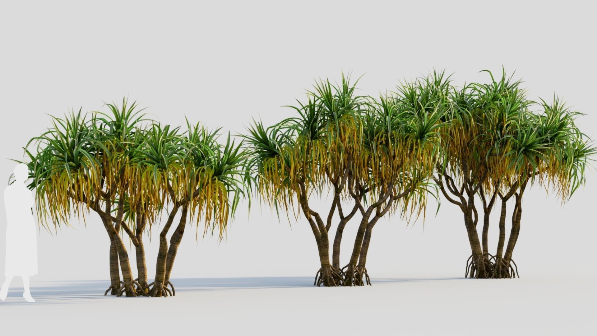 Pandanus tectorius a 3D model_3